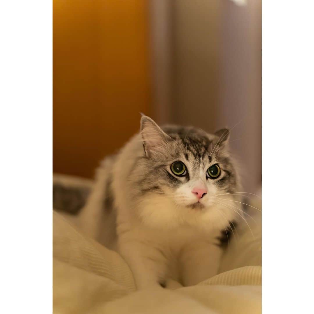 近藤研二さんのインスタグラム写真 - (近藤研二Instagram)「モイのふみふみ 3月の頭から現在50日間ほど連続で毎晩、僕の足をマッサージするように揉み揉み、ふみふみしているモイ。このまま6年目も7年目もその先もずっと、赤子のようで居てくれたらうれしいなあ。  そんな甘えモードのモイ兄ちゃんをこっそり見つめるウニ  3枚目以降は断捨離で荷物が減ったおかげで久しぶりに開いたロフトの小窓からひょっこりモイが顔を覗かせたところ。モイにとっては初めての眺め。普段自分が居るリビングを俯瞰する気持ちってどんなだろう。鼻息が荒くなっていた。猫だから高さは大丈夫だと思うのだけど、過保護なのでまたそっと閉じた。  #猫のふみふみ #近藤モイ #モイチン #モイ202004 #モイ5才0ヶ月 #graytabbyandwhite #サバシロ #長毛種 #近藤ウニ #uni #ウニ202004 #ウニ3歳10ヶ月  #redtabbyandwhite #orangetabbyandwhite #茶トラ女子 #茶トラ白 #茶白 #猫 #ねこ #ネコ #neko #cat #cats #kissa #gato #gatto #meow」4月19日 7時45分 - kenjikond0