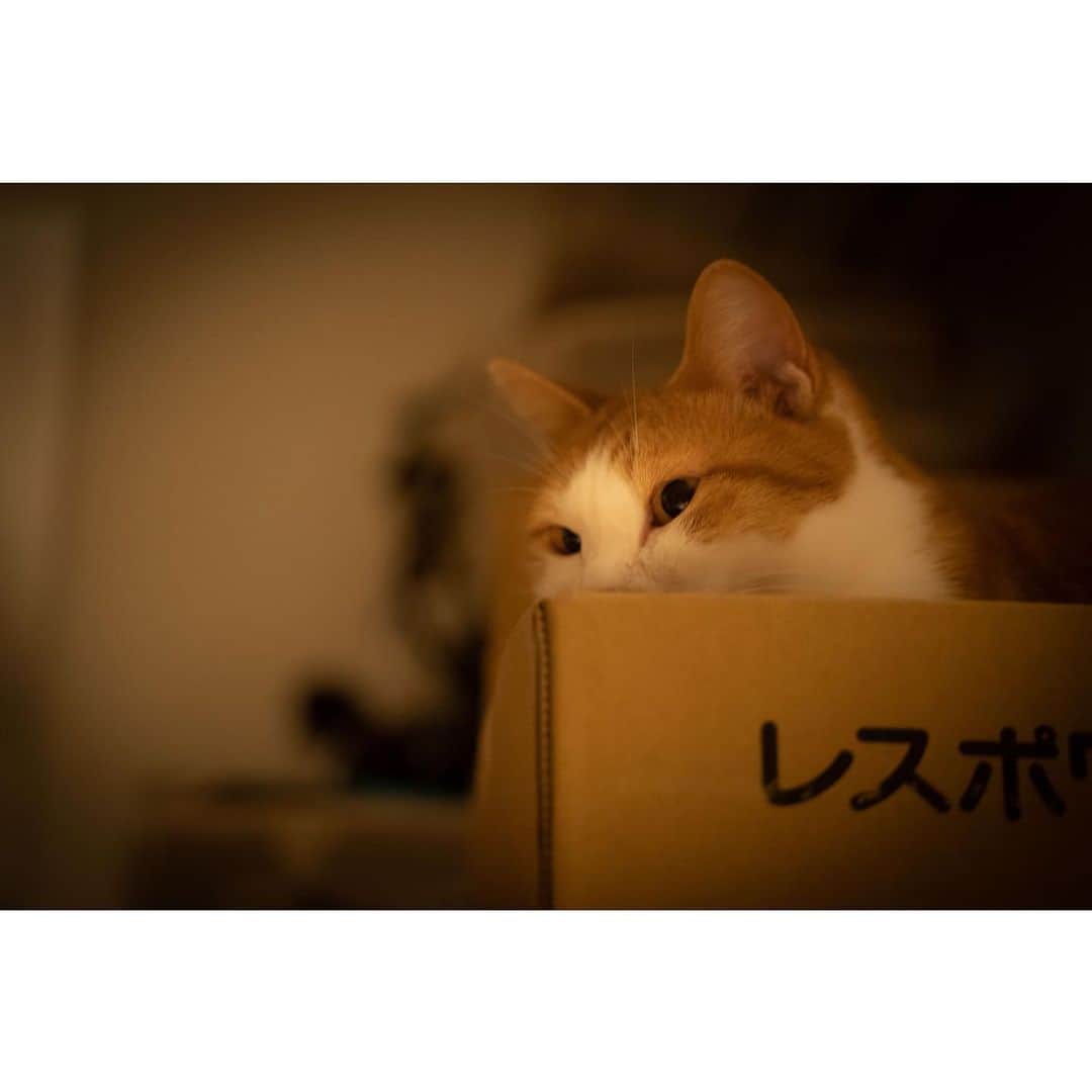 近藤研二さんのインスタグラム写真 - (近藤研二Instagram)「モイのふみふみ 3月の頭から現在50日間ほど連続で毎晩、僕の足をマッサージするように揉み揉み、ふみふみしているモイ。このまま6年目も7年目もその先もずっと、赤子のようで居てくれたらうれしいなあ。  そんな甘えモードのモイ兄ちゃんをこっそり見つめるウニ  3枚目以降は断捨離で荷物が減ったおかげで久しぶりに開いたロフトの小窓からひょっこりモイが顔を覗かせたところ。モイにとっては初めての眺め。普段自分が居るリビングを俯瞰する気持ちってどんなだろう。鼻息が荒くなっていた。猫だから高さは大丈夫だと思うのだけど、過保護なのでまたそっと閉じた。  #猫のふみふみ #近藤モイ #モイチン #モイ202004 #モイ5才0ヶ月 #graytabbyandwhite #サバシロ #長毛種 #近藤ウニ #uni #ウニ202004 #ウニ3歳10ヶ月  #redtabbyandwhite #orangetabbyandwhite #茶トラ女子 #茶トラ白 #茶白 #猫 #ねこ #ネコ #neko #cat #cats #kissa #gato #gatto #meow」4月19日 7時45分 - kenjikond0
