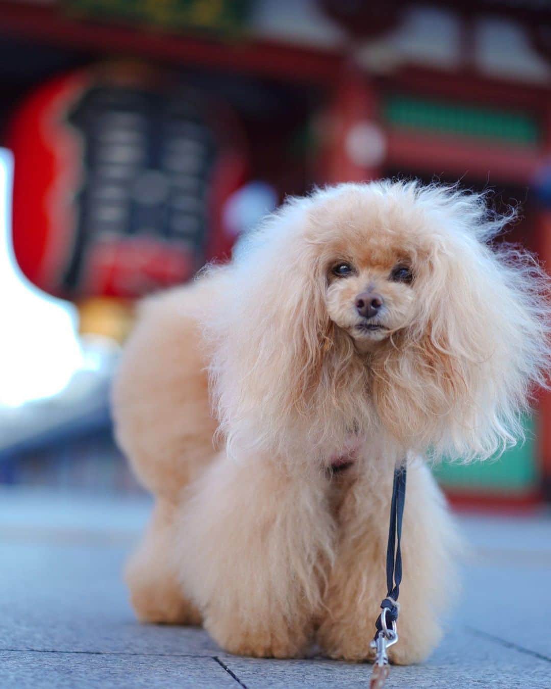 Toypoodle Mikuru?Asakusa Tokyoのインスタグラム：「20200419 Sunday. Good morning! Friends 💕 雷門に新しい提灯が戻ってきましたよ🏮 金具も金ピカ、ロープも真っ白☺️ もうすぐ鳩避けの網が付けられます。 . コロナが収束したら遊びにきてね👏🏻 . #雷門 #提灯 #コロナに負けるな」
