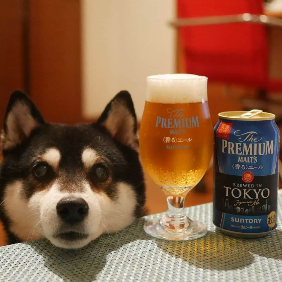 くろさんのインスタグラム写真 - (くろInstagram)「🍺 #stayhome #おうち時間 #おうち呑み #おうち飲み #プレモル香るエール #東京仕込 #brewedintokyo #JapaneseAle #プレモル #香るエール #わたしは香る派 #ザプレミアムモルツ #プレミアムモルツ #神泡 #柴犬 #黒柴 #日本犬 #カメラ目線犬 #晩酌犬 #癒し犬 #いぬら部 #柴犬部 #柴犬のいる暮らし #柴犬のいる生活 #柴犬と一緒 #わんこのいる暮らし #わんこのいる生活 #わんこと一緒 #わんダフォ #わんだふるJapan」4月18日 23時10分 - m6bmw