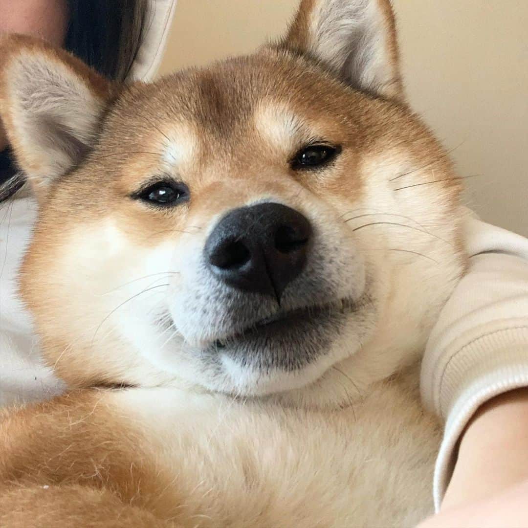 ?Fricko the Shiba Inu?のインスタグラム：「Feeling extremely cuddly today 🥰 🐾 🐾 🐾 🐾 #Fricko #🐶 #☀️ #shiba #shibainu #dog #柴犬 #赤柴  #adorable #shibalovers #shibaholics  #dogoftheday  #weeklyfluff #aww #dogstagram  #dogscorner #puppiesofinstagram #shibapuppy」