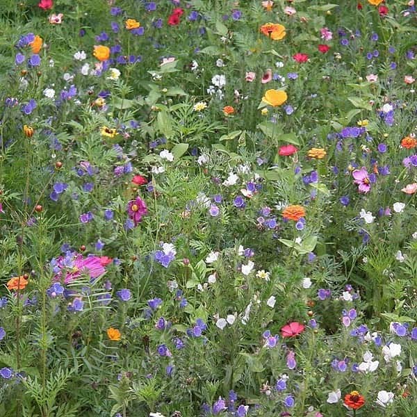HONOKAのインスタグラム：「💐🌷🌼🌸💐🌷🌼🌸💐🌷🌼🌸」