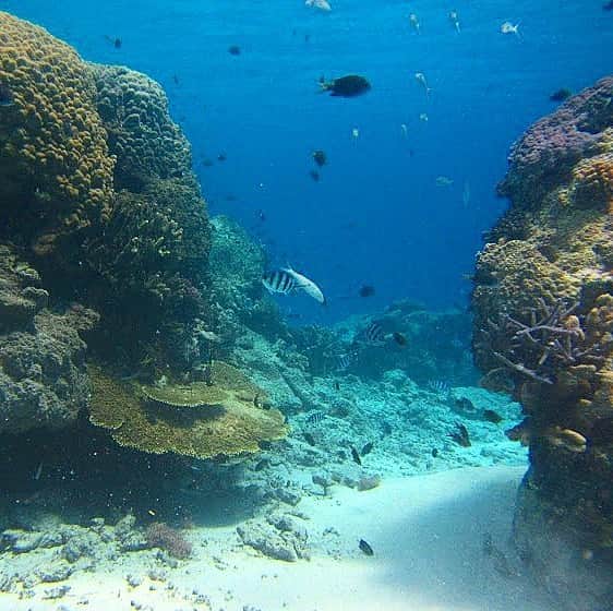 ノーマさんのインスタグラム写真 - (ノーマInstagram)「🐠🐬🐳🦑🐡💙 阿嘉島の海、ほんとうに美しい。 この時に訪問した阿嘉島臨海研究所では世界初の技術で珊瑚を卵から群体まで育て、5〜10cmに育った珊瑚を海に帰すという事を繰り返しており、感激したのでした（過去にもUPしてとりますが、2〜3枚目）4年目に入ると卵も産むのだって☺️ #阿嘉島 #珊瑚 #阿嘉島臨海研究所 #coral #nomatrip」4月18日 23時45分 - noma77777