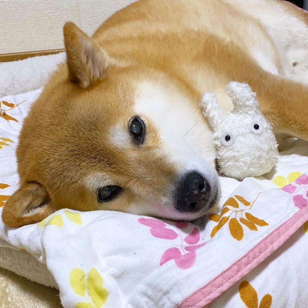 まる（まるたろう）さんのインスタグラム写真 - (まる（まるたろう）Instagram)「Good night!✨🐶💤✨今日も一日お疲れ様です。 #また明日ね #明日もお家で遊ぼうね #ハウスでマテ #だからね #stayhome」4月19日 0時17分 - marutaro