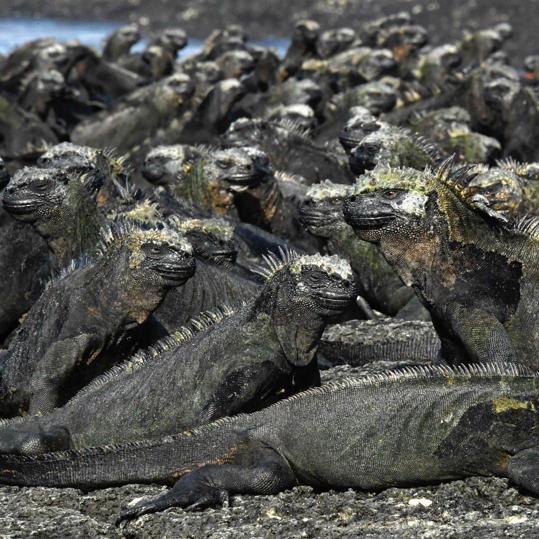 Thomas Peschakのインスタグラム：「ANIMALS BEING CRAP AT SOCIAL DISTANCING Part 3 // Marine Iguanas cluster together after hours of grazing seaweed in the cold Pacific Ocean off the western islands of the Galapagos. They spend many hours, mostly motionless, carpeting the black volcanic rock soaking up the sun’s warmth. #animalsbeingcrapatsocialdistancing #socialdistancing」