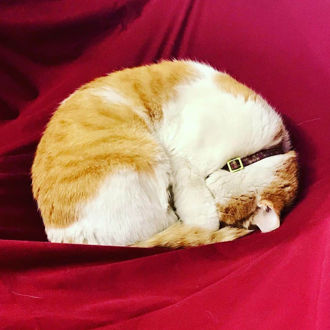 バンソンさんのインスタグラム写真 - (バンソンInstagram)「EMPLOYEE OF THE MONTH! Max the cat, caught sleeping at work. When asked what he was doing he said: “I’m not sleeping, I’m praying for all of this craziness to go back to how it was before, so l can go back to chasing the customers” 😸😹 . . 😽 . . 😺 . . 😼 #catsofinstagram #shopcat #vansonleathers #vanson #fur #leather #tabbycat @cats_of_instagram」4月19日 2時54分 - vansonleathers