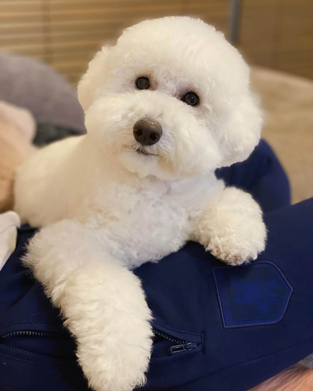 吉田愛璃のインスタグラム：「. . お風呂入ってモフモフteddy🐶 . . #うちで過ごそう #いぬすたぐらむ #トイプードル #2才 #teddy」