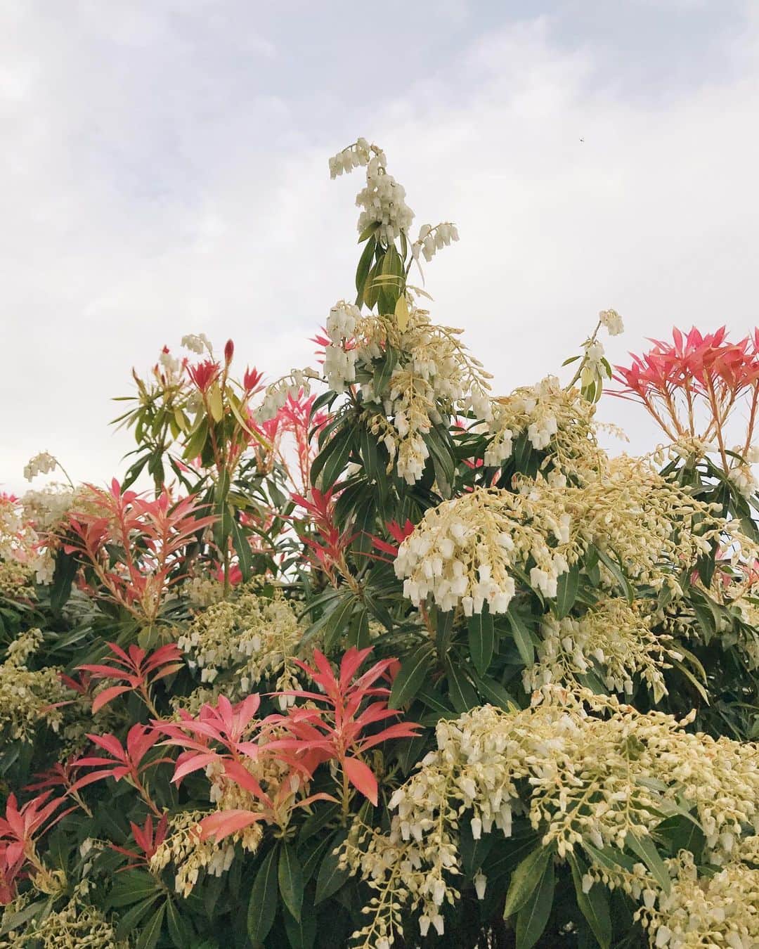 Robin May Flemingのインスタグラム：「The backyard is blooming as it always does. The seasons tick on.  There's been a lot of talk lately about introverts vs. extroverts. And no, that doesn't mean shy vs. outgoing. In the simplest terms, an introvert recharges through alone time. An extrovert recharges through social contact. You may be one or the other or more likely fall somewhere in-between.  I'll admit, I'm fine with not seeing anyone most days. I feel a deep peace lately that I usually only find while camping. But you know how charging a fully charged battery can actually deplete it over time? Yeah, I think that's a thing for people, too.」