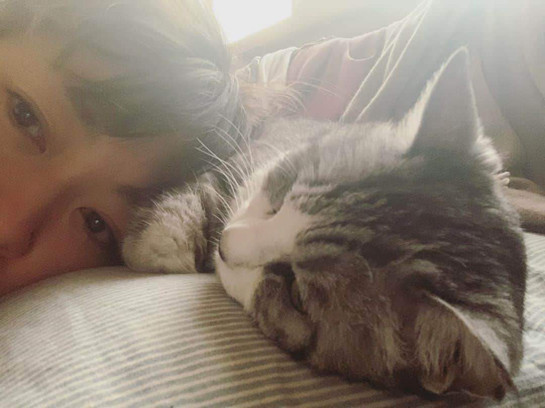 坂本美雨さんのインスタグラム写真 - (坂本美雨Instagram)「幸せな一日のはじまり #cat #サバ美 #stayhome  #stayhomewithcats」4月19日 4時32分 - miu_sakamoto