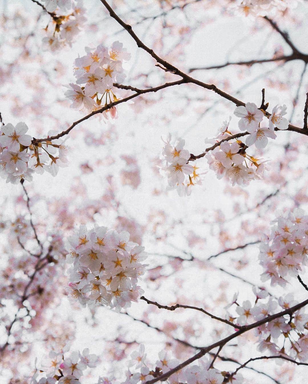 柳澤麻衣さんのインスタグラム写真 - (柳澤麻衣Instagram)「The cherry trees have finished blooming🌸」4月19日 4時46分 - toile_blanche