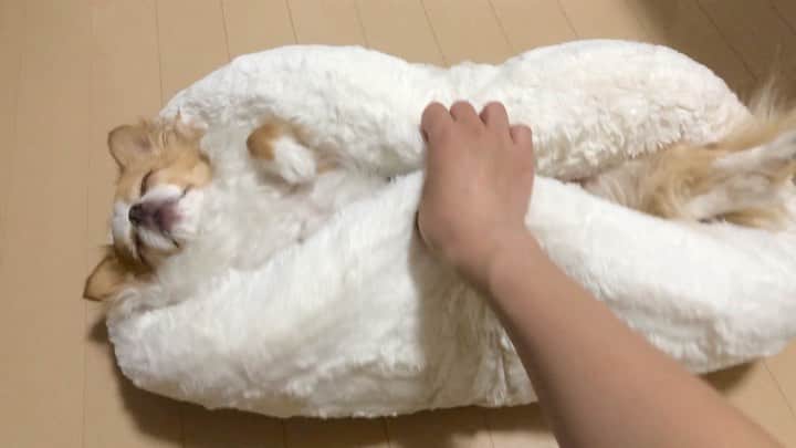 玉ねぎ戦士のインスタグラム