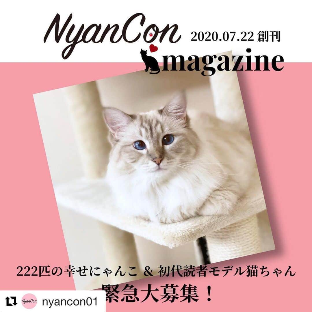 しるこさんのインスタグラム写真 - (しるこInstagram)「応募します😽💕 . #Repost @nyancon01 with @get_repost ・・・ ◌222匹の幸せにゃんこ ＆ 初代読者モデル猫ちゃん緊急大募集‼️✨ ◌ 猫による猫のための猫マガジンNyanCon magazine が2020.07.22 に創刊します！！✨🐱📚✨ ◌ 早速❣️記念すべき創刊号に掲載させていただく猫ちゃんを緊急大募集いたします🙌🎉🎉🎉 ◌ 下記の応募方法をご確認のうえ、ふるってご参加くださいませ♥️ ◌ いつもと応募方法が異なりますので 必ずお読みください🐱 ☟ 【募集期間】 2020.03.23 mon 17:30〜2020.04.20 mon 0:00 ◌ 【応募方法】 ❶ @nyancon01をフォロー ◌ ❷ この告知投稿をリポスト ※キャプションもかならずつけてください♡ ※リポスト画像は2枚目以降でもOKです♪ ※スクショもOKです🙆‍♀️その場合はキャプションもスクショしてかならずつけてください♡ ◌ ❸下記専用応募フォームよりご応募ください（ @nyancon01 のストーリーズのリンクからご応募いただけます） https://form.run/@nyancon-magazine-vol1 ◌ 【応募規約】必ずお読みください 🐾ご応募は1にゃんにつき1回とさせていただきます（例）2にゃん応募の場合、1にゃんにつき1回、計2回の応募が必要となります ◌ 🐾お写真は1にゃんにつき3枚までお送りいただけます ◌ 🐾お写真は加工（文字入れ、フレーム、スタンプ等）なしでお願いします 加工されたお写真は対象外となりますので、あらかじめご了承ください ◌ 🐾マガジンに掲載いたしますので、著作権、肖像権（ロゴ、キャラクター、著名人の写真や作品など）がかかわる物の写り込みにご注意ください ◌ 🐾採用されたお写真は、プロモーション等の目的で、新聞、雑誌、インターネット、その他印刷物など、他媒体などで使用させていただく場合があります ◌ 🐾応募後のお写真の差し替えや取り消しはできませんので、よくご確認の上、渾身の1枚〜3枚をお選びください🐱✨ ◌ #NyanConMagazine #略して #ニャンマガ #2020年 #7月22日 #創刊 #隔月刊誌 #です #にゃ ♪ ◌ #猫 #cat #ねこ部 #ネコ #猫好きさんと繋がりたい #catsofinstagram #にゃんすたぐらむ #ふわもこ部 #猫がいる幸せ #猫との暮らし #ねこ写真 #保護猫 #保護猫と暮らす #nyancon01 #NyanConCHALLENGEPROJECT #モデル猫 #ニャンコン」4月19日 17時29分 - shirukotan