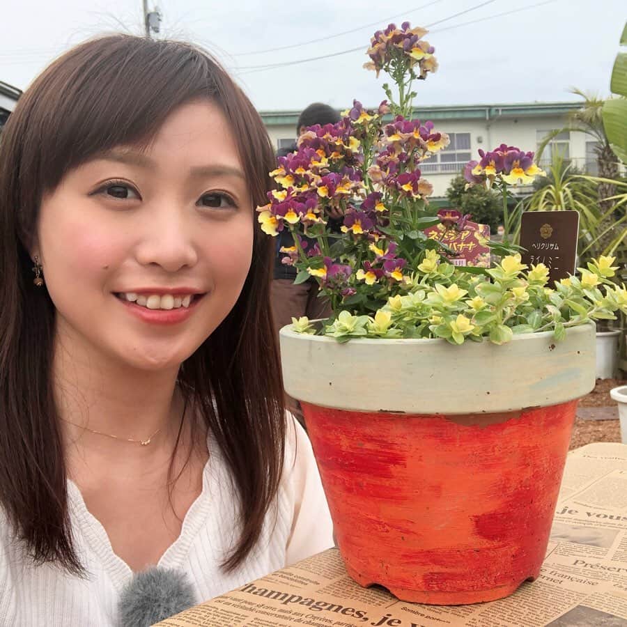 南條早紀のインスタグラム：「お花に癒されましょう🌷 . . なかなかいつもどおりに過ごせない毎日、 ストレス溜まっていませんか？ そんなときの癒しをご提案✨✨ . . @greenandsoil さんで お花の寄せ植えを教えてもらいました！ 春はお花が1番多く咲く季節。 まさにいま、始めるのにぴったり⭐️ 好きな花と植木鉢を選んで、 配置を考えて、植え替えます！ . . 植え替えのときのコツやポイント、 またお部屋に飾りたい観葉植物なども 教えてもらいました✨✨ . 21日火曜16:25〜ライブBBTの 特集コーナーでご紹介します💐 . . @greenandsoil さんのInstagram、 可愛いお花や植物がUPされていて とても癒されますよ😊💓 . . 大変ないまだからこそ、 日常に癒しを取り入れつつ 前向きに過ごしたいものです😊🍀 . . #富山 #富山県 #富山市 #お花 #寄せ植え #初心者 #体験 #癒し #おうち時間 #充実 #植物 #癒される #笑顔 #コロナに負けるな  #観葉植物 #サボテン #自然 #のんびり #自撮り #自撮り女子 #アナウンサー #南條早紀」