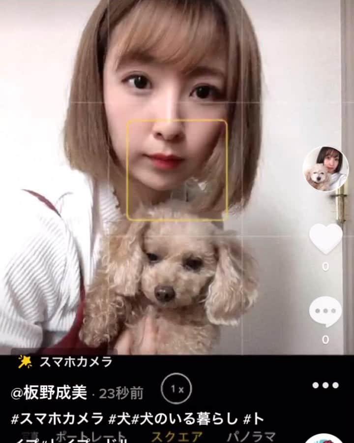 板野成美のインスタグラム：「ワンコたち眠そうだけど🤣」