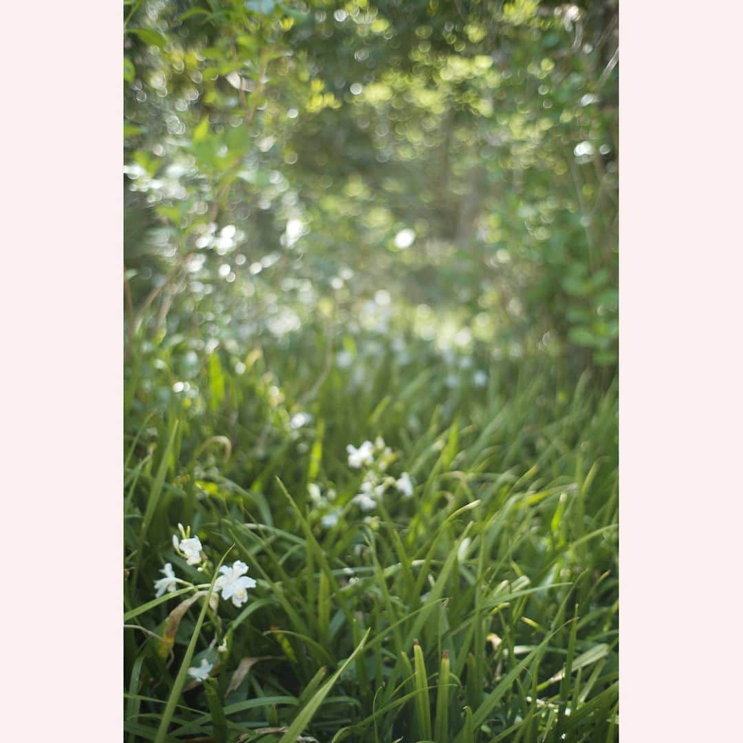 のインスタグラム：「シャガかな？  #leica#leicam10p#summilux#summilux35#summilux35mm2nd#oldlens#ライカ#ライカm10p#ズミルックス#ズミルックス35mm#オールドレンズ#tokyo#japan#oldlens_tokyo」