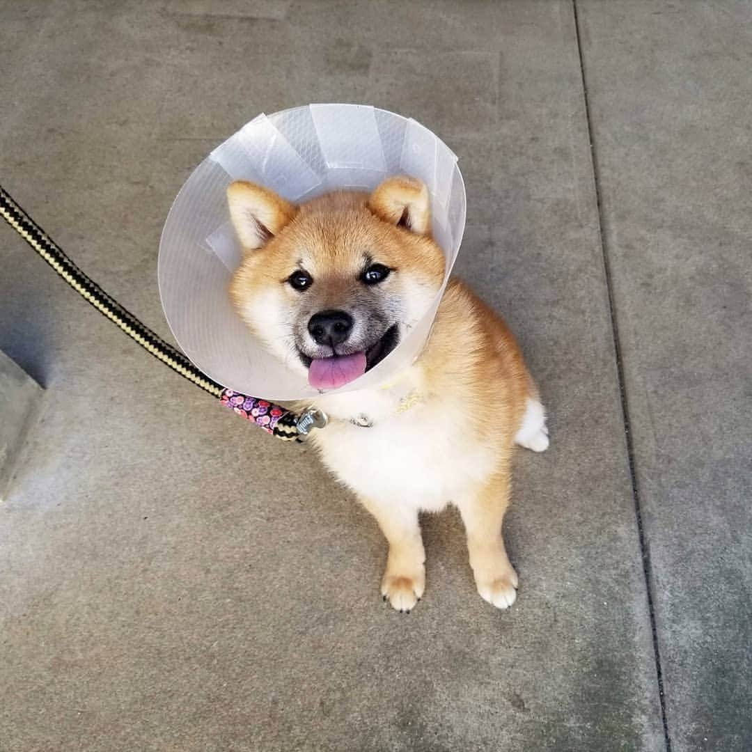 柴犬たま Shibainu Tamaのインスタグラム