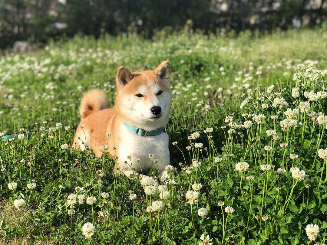 篠原信一さんのインスタグラム写真 - (篠原信一Instagram)「ポカポカ☀️ #柴犬 #しばいぬ #ゴールデンレトリバー #小鉄とニコの大冒険  #shibainu #goldenretriever #いぬすたぐらむ #いぬのいる暮らし #犬との暮らし #ポカポカ陽気  #春」4月19日 16時55分 - kotetu__niko