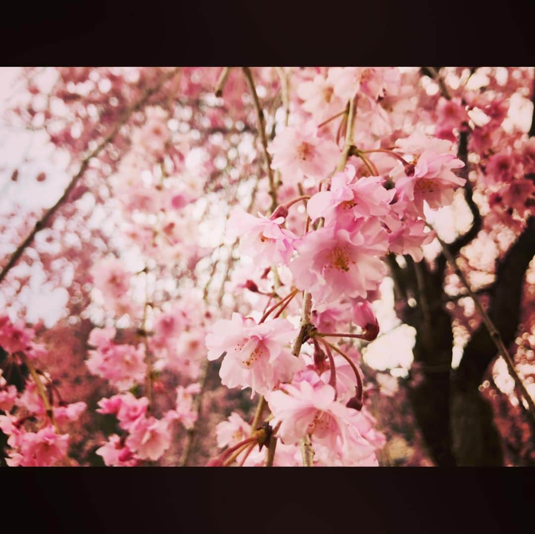 JOJO（ものまね）さんのインスタグラム写真 - (JOJO（ものまね）Instagram)「去年の今頃🌸 ２０１９.４.１８(木) . うちから車で更に奥に行った村にある 有名な桜です❀.*･ﾟ✿゜:。* . 今年はもちろん自粛しております。 . ただ、今朝早朝よりバイク🏍やら、 ファミリーカー🚗💨やら、、、 . かなりの数がうちの前を五日市方面に向かって大量に向かい、先程大量に戻って来ました🚗💨 . 自粛の意味。。。w . 公式サイトでも悲鳴の声が‪( •̥ ˍ •̥ )‬ . ただ車で行って、帰って来てるだけかもしれませんが、田舎に大量の車。 . ハッキリ言って迷惑ですし、イラッときます^^; . 村に菌を運ぶのは辞めて頂きたい！🤣 . 村はお年寄りしかいません！ . 村から病院まで何時間かかるか？ 考えて頂きたいです( > <。) . 自分が自覚がないだけで、保菌者カモしれないんです！ . 自分勝手な考えで、村人を危機に晒すのは 辞めて頂きたいです😭笑 . 自分だけが自粛で辛いと思っていますか？( > <。) . みんな我慢していますし、みんな辛いのです。。。 . ちゃんと自粛している方が多い中、ちょっとの身勝手な方のせいで大変な事になる事をもう少し考えて頂きたいです(｡>_<｡) . 目に見えないモノだからこそ、念には念を(*ˊ˘ˋ*)｡♪:*° . この感じだとGWがヤバいと思い、微力ながら切実な想いを(｡>ㅿ<｡) . 今日観光目的で外出された方！ もしこれを見ていたら 控えて頂けたら嬉しいです(｡>人<｡) . 何かとストレスも溜まり大変な世の中ですが、共に頑張りましょぉ〜🎵 . 現在もお休みなく、昼食もゆっくり取れず、トイレにも行けず、働いていらっしゃる医療従事者の皆さまには、本当に頭が下がりますし、感謝しかありません🙏 . 私が出来る事は、家におとなしく居る事くらいしか出来ませんので^^; . 引き続き、巣ごもり生活頑張ります😆👍 . ただ、早く10万支給されないかなぁ〜( > <。)笑 . キツいよね〜ヾ( •́д•̀ ;)ﾉぁゎゎ .」4月19日 16時58分 - jojo_monomane