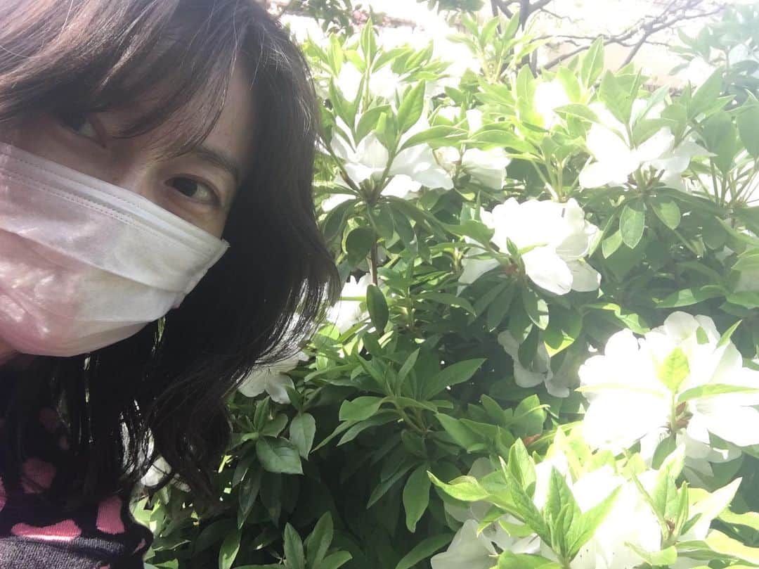 小橋めぐみのインスタグラム：「マスク越しでも香る、ツツジ。」