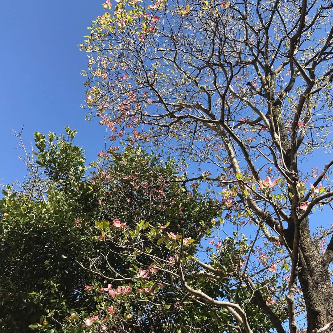 神野美伽さんのインスタグラム写真 - (神野美伽Instagram)「昨日の雨で庭の木々がひと回り大きくなったような気がするから不思議ですね 今日の空を見上げたら、 おウチばかりで過ごしている私たちの手足も伸びそうです❗️ 庭では、 ハナミズキの花びらが、たくさん開き始めましたよ わが家のハナミズキは、白ではなく薄桃色です  大金柑の木では、 白い可憐なお花が一気に咲き始めました❗️ 窓を開けていると、風が花の香りを運んできてくれます  鉢植えの山椒の木も、 木の芽をたくさんつけています  去年の春に植えたレモンの苗木もしっかりと冬を越して、だんだん逞しくなってきています  庭に出て、空を見上げると、 今の私たちの置かれている状況が 夢だといいのにと思います 嘘だといいのにと思います 何かの間違いだといいのにと思います  がんばろう  #ハナミズキ  #みかんの花  #木の芽  #レモンの苗木  #がんばろう」4月19日 17時09分 - mika_shinno_japan