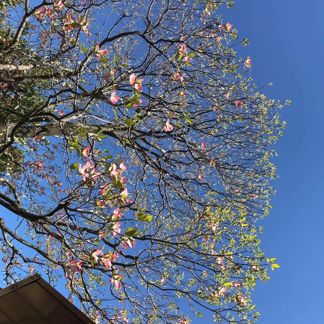 神野美伽さんのインスタグラム写真 - (神野美伽Instagram)「昨日の雨で庭の木々がひと回り大きくなったような気がするから不思議ですね 今日の空を見上げたら、 おウチばかりで過ごしている私たちの手足も伸びそうです❗️ 庭では、 ハナミズキの花びらが、たくさん開き始めましたよ わが家のハナミズキは、白ではなく薄桃色です  大金柑の木では、 白い可憐なお花が一気に咲き始めました❗️ 窓を開けていると、風が花の香りを運んできてくれます  鉢植えの山椒の木も、 木の芽をたくさんつけています  去年の春に植えたレモンの苗木もしっかりと冬を越して、だんだん逞しくなってきています  庭に出て、空を見上げると、 今の私たちの置かれている状況が 夢だといいのにと思います 嘘だといいのにと思います 何かの間違いだといいのにと思います  がんばろう  #ハナミズキ  #みかんの花  #木の芽  #レモンの苗木  #がんばろう」4月19日 17時09分 - mika_shinno_japan