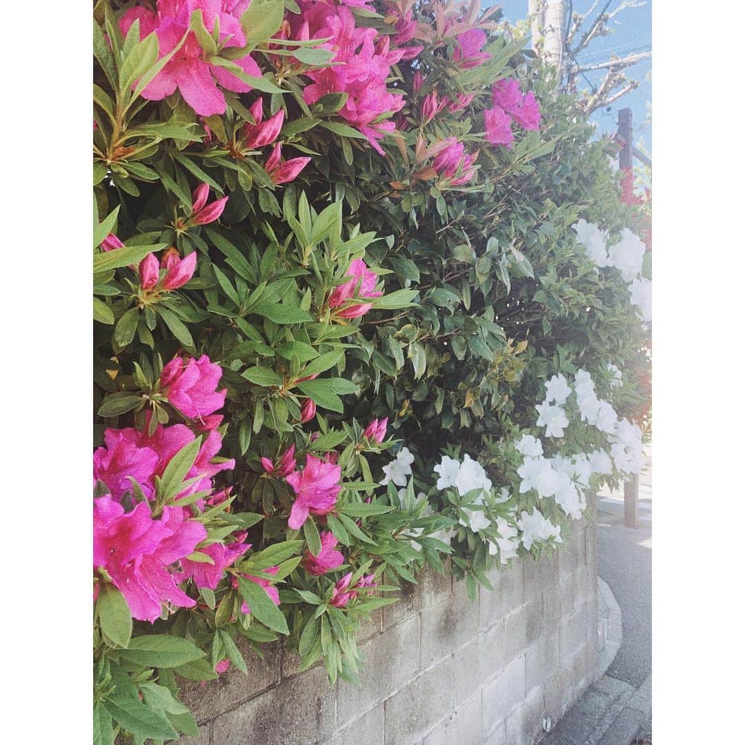 Miyuuさんのインスタグラム写真 - (MiyuuInstagram)「天気が良すぎるので、ちょっと散歩してたら、道端に咲いてた花がキュートだった(どうぶつの森の影響で白の花の横にピンクの花があったから、その隣に赤い花がないか思わず探してしまった、) #エリゲロン っていうお花だと思ったら、 #ハルジオン だよと教えてもらいました。☺️ 花の写真を撮ったら教えてくれる画期的なアプリ調べ←@greensnap.jp🙈) #miyuusic#miyuu」4月19日 17時13分 - miyuuamazing