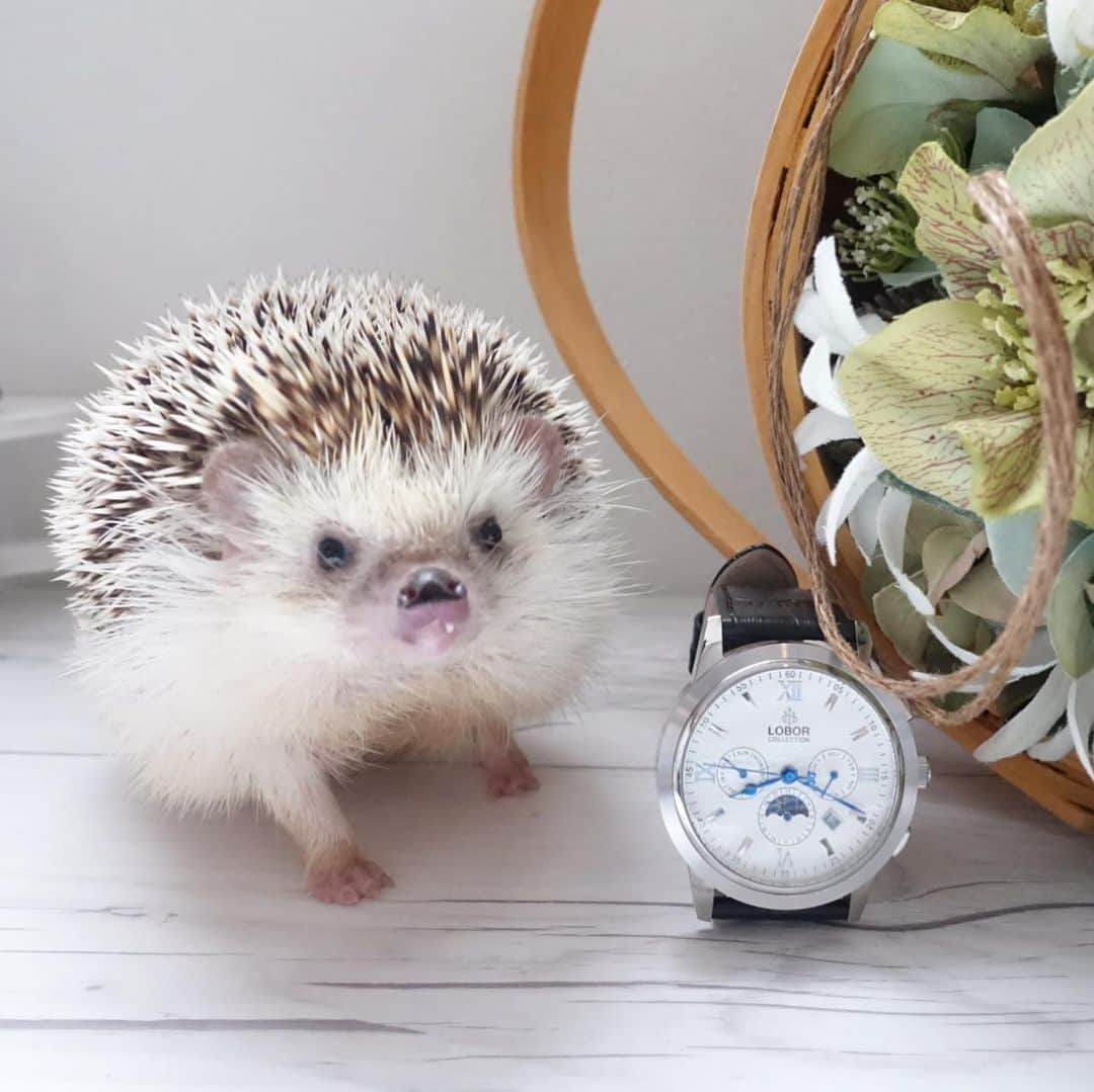 ラド&ティンクさんのインスタグラム写真 - (ラド&ティンクInstagram)「⌚️🦔 * model ：Ocean * * この時計は21歳のお兄ちゃんのために選んだのだけど、この時計の35ミリサイズもあって、 ペアでつけるのもお洒落かも。 最近、スマホで時間確認する人多いけど、やっぱり時計つけてる人はお洒落だなぁって思う✨🤔 * *  10%クーポンコード 【radotdc】 * * #おーしゃん #はりねずみ #ハリネズミ #針鼠 #ヨツユビハリネズミ #ヘッジホッグ  #ペット #ふわもこ部 #モフモフ #hedgehog #pygmyhedgehog #lovelypet #cuteanimals #hedgehogfamily #hedgie #Hérisson #igel#riccio #Erizo #고슴도치 #刺猬  #lobor #ロバー #腕時計 #時計 #手元倶楽部」4月19日 9時03分 - rado_pompon