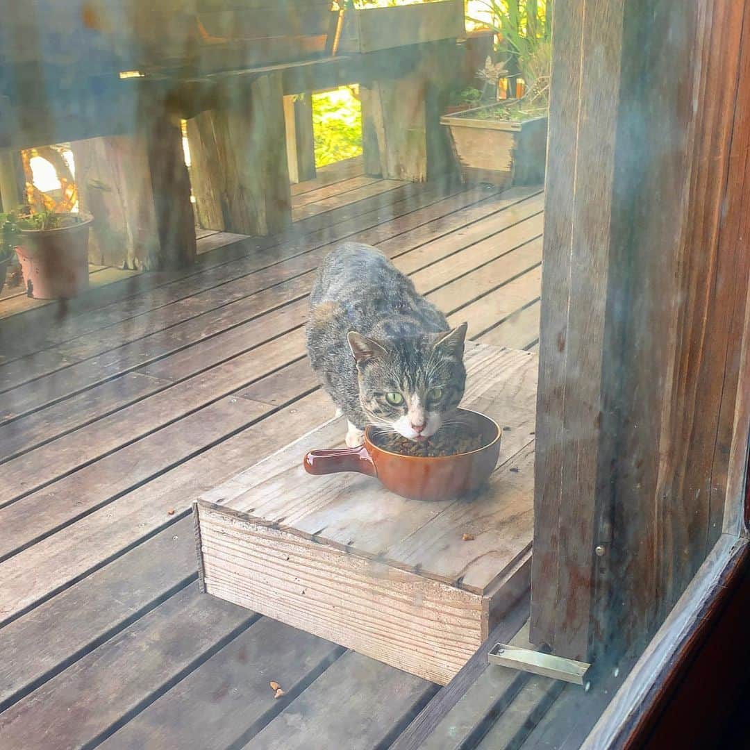 池内万作さんのインスタグラム写真 - (池内万作Instagram)「朝から来客。 朝ごはん食べてさっさと帰って行った。 つーか窓ガラス汚いな…… 今日は窓掃除しましょうかね♪ #イケウチ家の猫 #せなきじシンメ」4月19日 9時12分 - mandeshita
