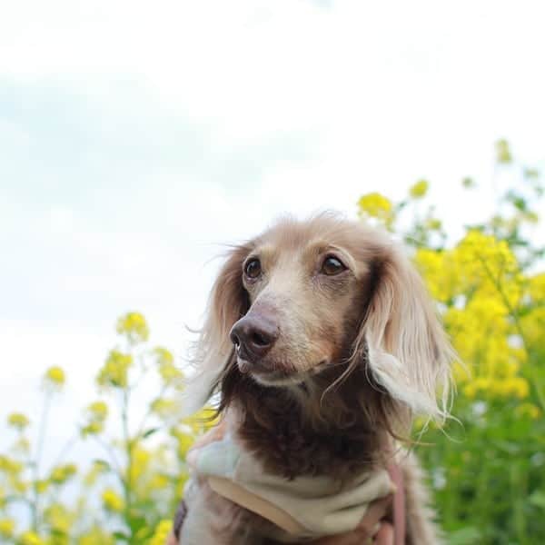 くるみんのインスタグラム：「* いつかのお散歩 近くを流れる川の少し上流に、菜の花畑があったよ  #ミニチュアダックスフンド #ミニチュアダックスフント #ミニチュアダックス #イザベラタン #イザベラ #ダックス多頭飼い #ダックスフント #ダックスフンド #ダックス部 #ダックス大好き #ダックス #いぬばか部 #いぬすたぐらむ #短足部 #わんこなしでは生きていけません会 #菜の花 #菜の花畑 #all_dog_japan #east_dog_japan #dachshundgram #dachshund_feature #dachshund #dachs #dogstagram #instagramdog #instadachs #kyounodachs #todayswanko #7pets_1day #だっくすふんど」