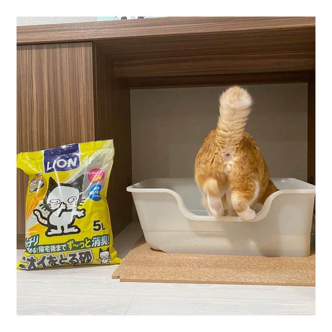 ぐっぴーさんのインスタグラム写真 - (ぐっぴーInstagram)「＊ ぐっぴーの既存のトイレが古くなってきたこともあり、 ライオン商事( @lion_pet_cat )さんから 獣医師さんが開発したトイレ 「#獣医師開発猫トイレ 」(そのまんま) をご提供いただきました！ ・ トイレはぐっぴーでもゆったり入れるキングサイズ！なかなかないのです。 ・ 猫砂はおしっこが固まるので、どれくらいおしっこしたか目に見えてわかるのはやはり安心しますね。 ・ まだこのトイレでうんちをしてくれていないので、うんちの後のニオイがどれくらい取れるか、期待です！ ・ ・ Guppy's new toilet. ・ #PR #獣医師開発猫トイレ #ねこ #猫	 #ニオイをとる砂 #にゃんすたぐらむ #獣医師開発 #新発売 #lionpet #lionpetcat #ライオンペット」4月19日 9時39分 - gupitaro