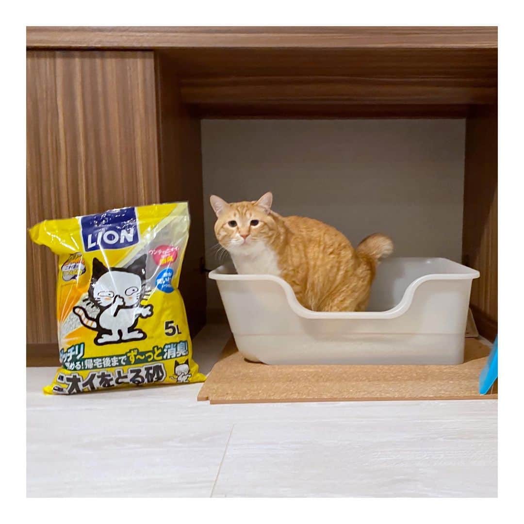 ぐっぴーさんのインスタグラム写真 - (ぐっぴーInstagram)「＊ ぐっぴーの既存のトイレが古くなってきたこともあり、 ライオン商事( @lion_pet_cat )さんから 獣医師さんが開発したトイレ 「#獣医師開発猫トイレ 」(そのまんま) をご提供いただきました！ ・ トイレはぐっぴーでもゆったり入れるキングサイズ！なかなかないのです。 ・ 猫砂はおしっこが固まるので、どれくらいおしっこしたか目に見えてわかるのはやはり安心しますね。 ・ まだこのトイレでうんちをしてくれていないので、うんちの後のニオイがどれくらい取れるか、期待です！ ・ ・ Guppy's new toilet. ・ #PR #獣医師開発猫トイレ #ねこ #猫	 #ニオイをとる砂 #にゃんすたぐらむ #獣医師開発 #新発売 #lionpet #lionpetcat #ライオンペット」4月19日 9時39分 - gupitaro