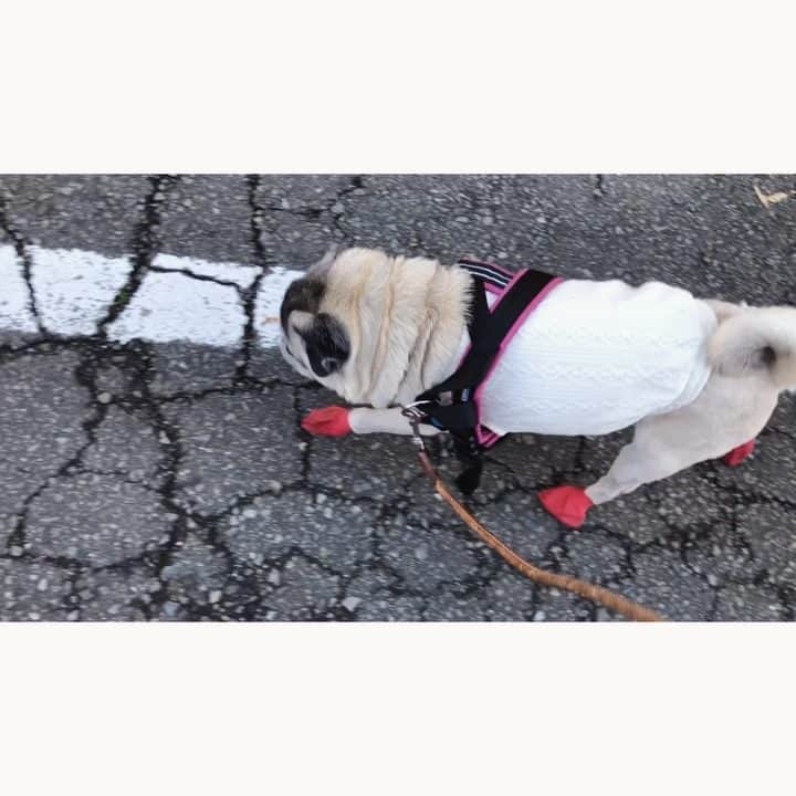八兵衛のインスタグラム：「morning walk🐕 * * みんなも白い線 歩くよね🐖 * * #早朝 #ショート散歩 #いやいつもショートだよ👴🏻 * *  #ほぼ黒パグ #おじいちゃん犬 #pug #puggy #puglife #puglove #petstagram #pugstagram #pugsofinstagram #pugs #dog #ふわもこ部  @igersjp #IGersJP #east_dog_japan #pecoイヌ部 #八兵衛 #はちべえ #朝ワンコ夕ニャンコ」