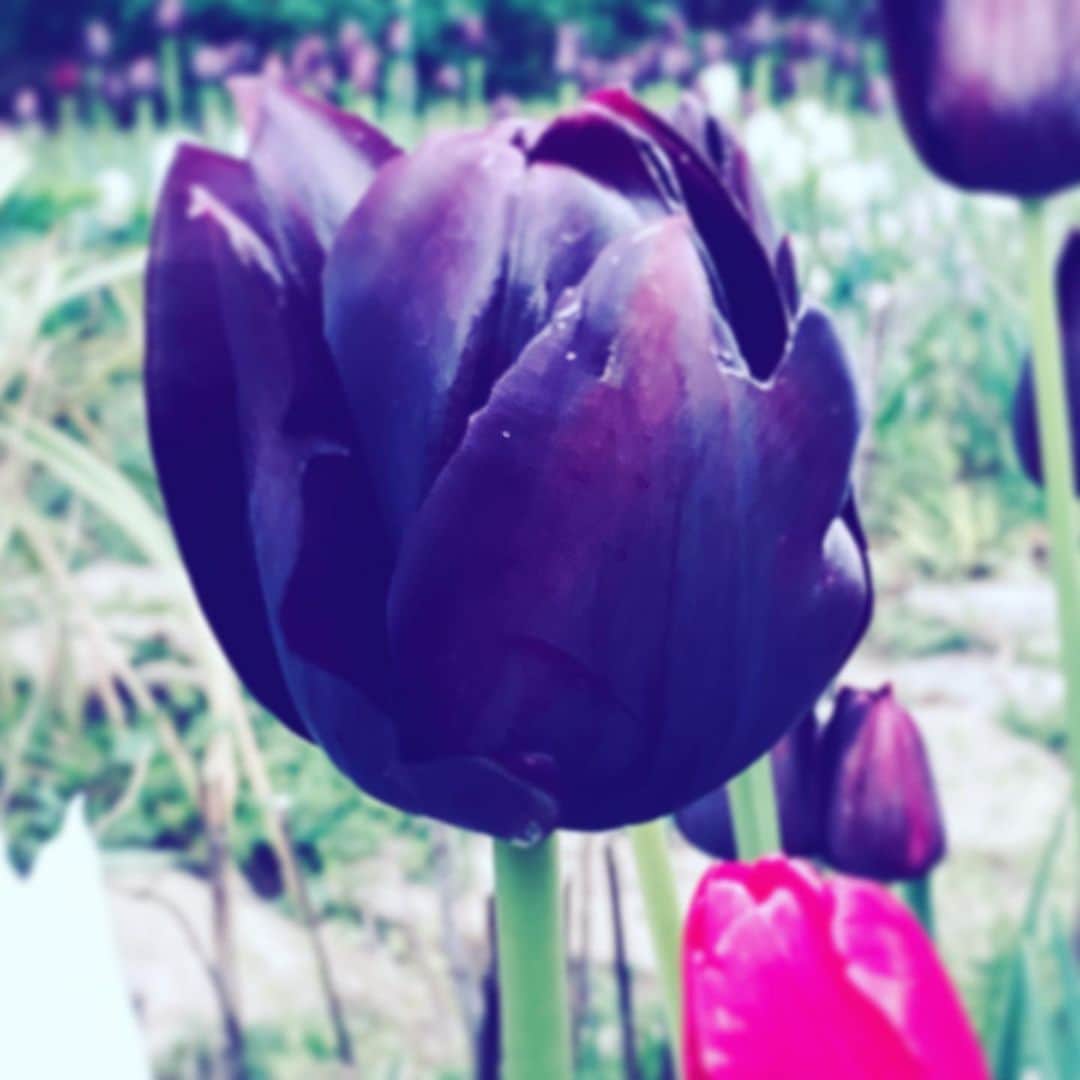 中野敬久さんのインスタグラム写真 - (中野敬久Instagram)「#flower #flowersoflife #velvet #tulip #hope」4月19日 10時01分 - hirohisanakano