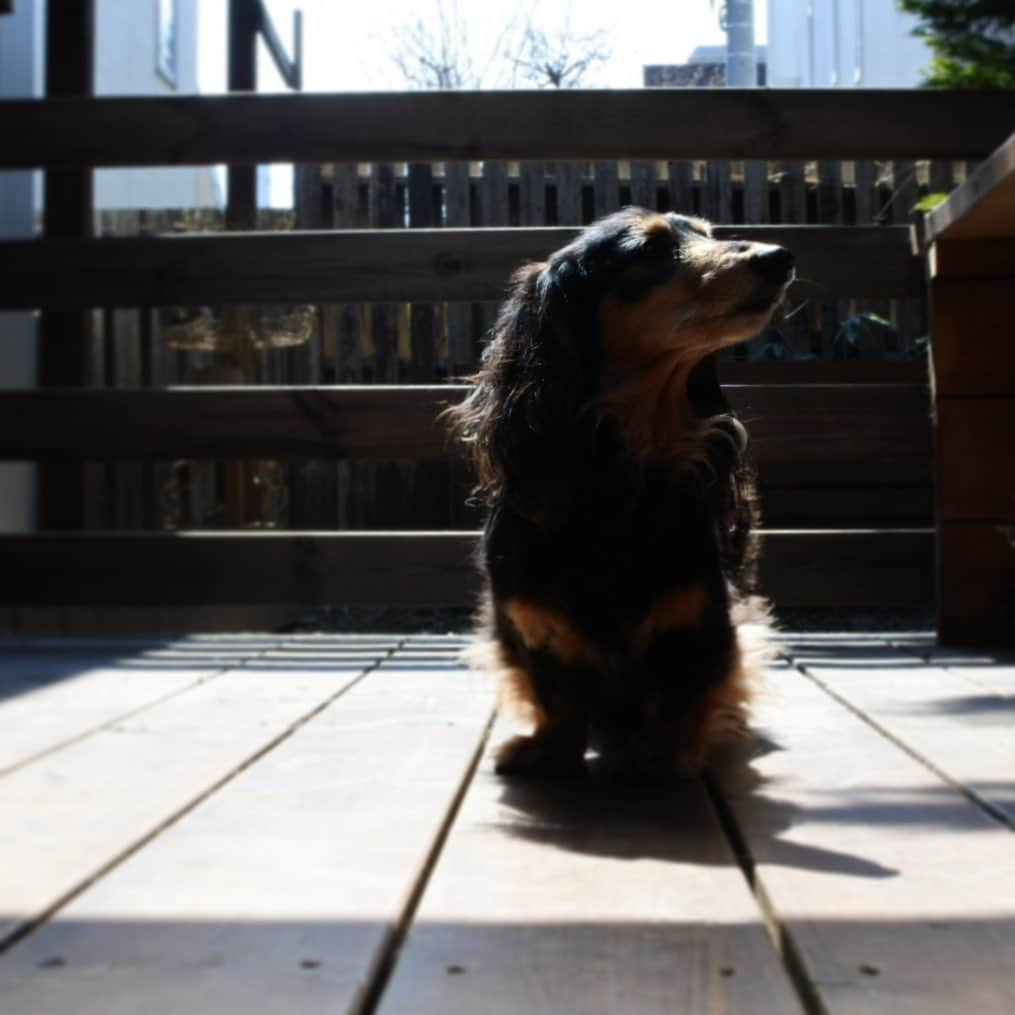 ともさんのインスタグラム写真 - (ともInstagram)「札幌は今日まで良いお天気☀️ 予定を変更して、庭を掃除して、クローバーの種を撒いて☘🎥こーる君達連れてお散歩に行って🚙🎥こーる君シャンプーして🚿🎥全部終わったら焼肉するよー٩(ˊᗜˋ*)و頑張るー😂 * #クローバーの種まきの間パパはタイヤ交換と洗車　#ハードな週末　#人と接触しなくても　#やる事は山ほどある　#楽しみを見つける　#ダックス　#くーちん12歳　#dachshund  #ビューティープロコンテスト @beautypro_contest」4月19日 10時14分 - tomowithdog