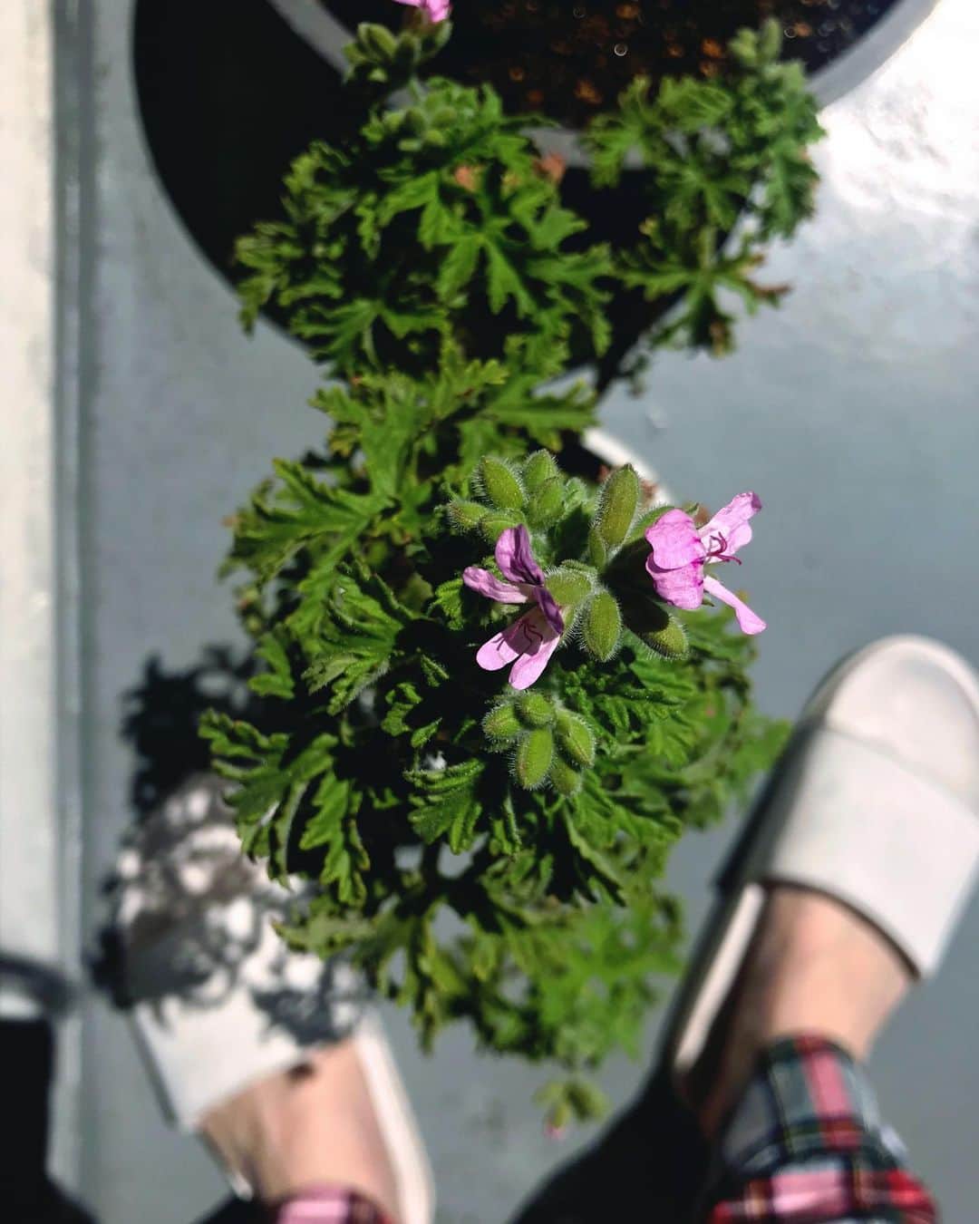 蓮沼千紘さんのインスタグラム写真 - (蓮沼千紘Instagram)「🌸🌸🌿 . . 毎日楽しみがある。 植物は毎日変化しているから。 たくさんの蕾 一斉には咲かないみたいで 少しづつ楽しませてくれる そこも好き。  雨にも負けず 風にも負けず 植物は立派だなぁ」4月19日 10時16分 - knitchihiro
