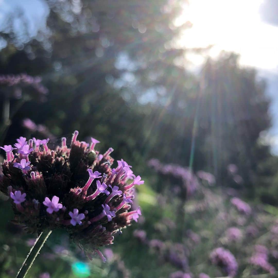 小河諒さんのインスタグラム写真 - (小河諒Instagram)「朝、窓を開けた時 春から夏に変わる匂いがしたな  毎日小さな幸せを感じよう  #おごわ #ポエムか」4月19日 10時53分 - ryo_ogawa_