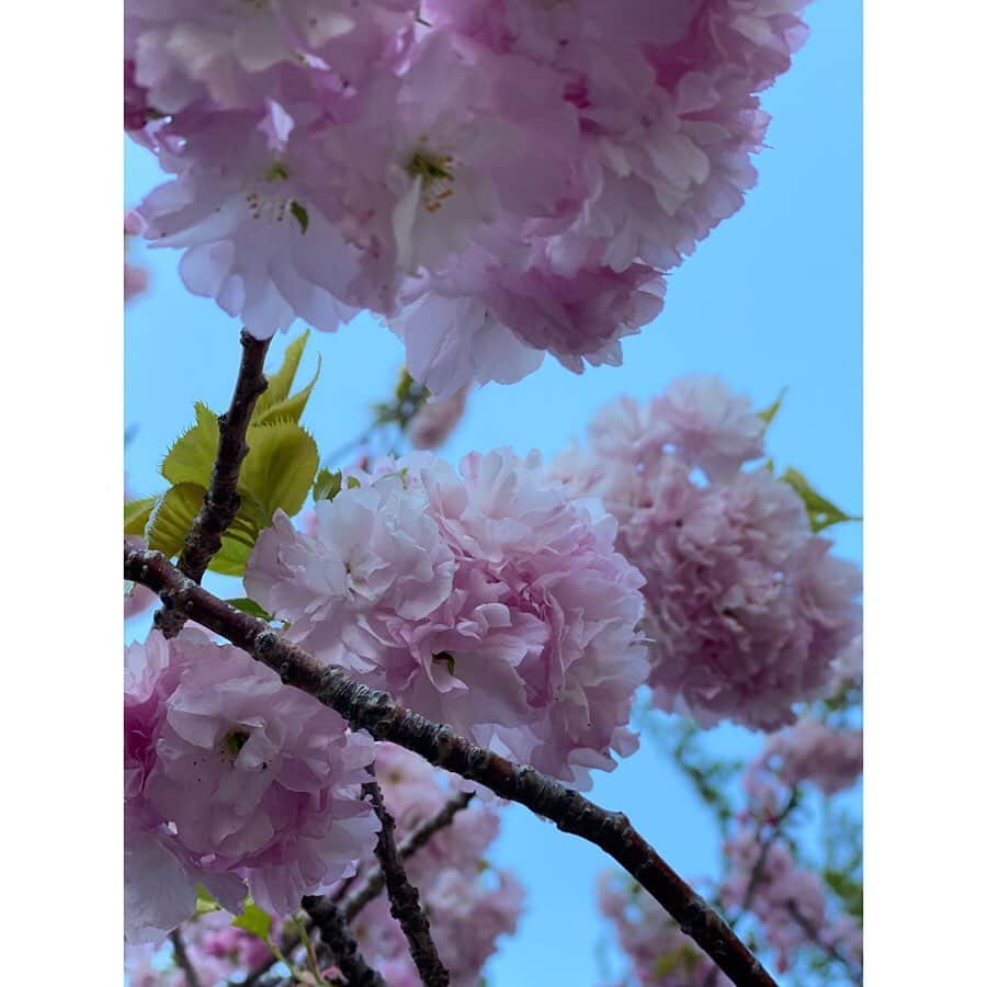 有明ゆなさんのインスタグラム写真 - (有明ゆなInstagram)「お花って綺麗だから撮りたくなっちゃう✌︎ . . . . #お花 #花 #お花好き #癒し」4月19日 11時44分 - ariake_yuna