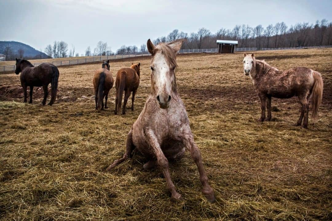 ナショナルジオグラフィックさんのインスタグラム写真 - (ナショナルジオグラフィックInstagram)「Photo by @katieorlinsky | Horses at Rosemary Farm Sanctuary in the Catskill Mountains of New York. The sanctuary rescues horses from slaughter, abuse, and neglect, providing a home where animals live in dynamic natural environments and herd groups. It is a place where horses get to be horses. It's also a place 20 minutes away from my sister's house that I was lucky enough to discover as I drove by one day. I love to visit them any chance I get.」4月19日 12時01分 - natgeo