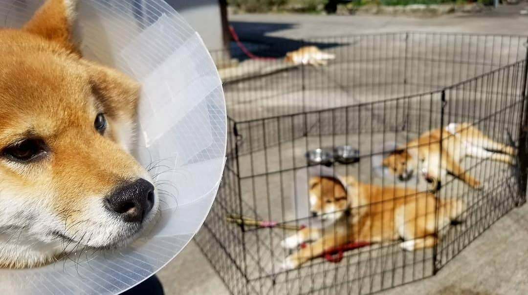 柴犬たま Shibainu Tamaさんのインスタグラム写真 - (柴犬たま Shibainu TamaInstagram)「家族総出で日向ぼっこの図😎☀ * 同じ格好で落ちてる落ちてる🤭(笑) * Caption trans🇬🇧 Sunbathe with the whole family😎☀ They are sleeping the same way🤭(lol) * #柴犬たま #たママ #たまーば #たま家族 #柴犬ミケ #ミケママ #柴犬コイ #柴犬トロ #柴犬ウニ #おしゅし兄弟 #仲良しファミリー #親子3世代 #5柴 #日向ぼっこ #日光浴 #親子シンクロ #シンクロ寝 #柴犬落ちてます #柴犬 #shiba #shibainu #shibastagram #犬 #dog #柴犬子犬 #子犬 #shibapuppy #shibainupuppy #puppy #多頭飼い」4月19日 12時08分 - tama7653