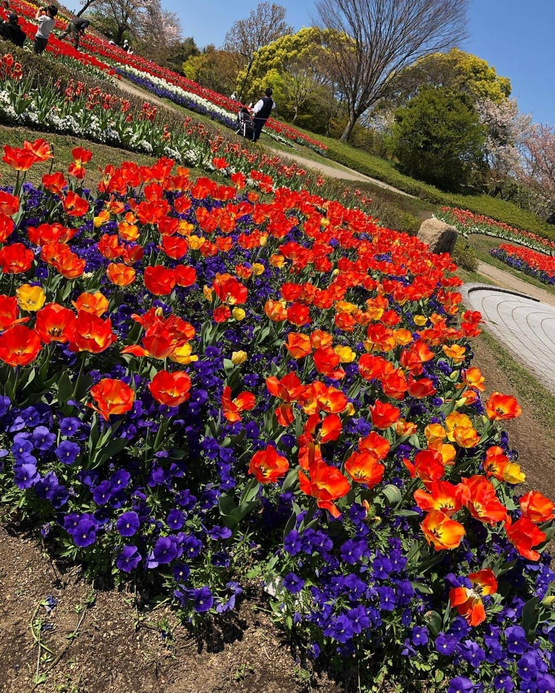 しよりさんのインスタグラム写真 - (しよりInstagram)「自粛になってから好きな散歩がもっと好きに🐝 . 花はいつもと変わらない日常を過ごしてて アタフタしてるのは人間だけ🧑🏼 . . 今日から筋トレしようっておもってるねんけど、気づけばもう夕方。。果たして2週間継続してできるかな…🥺 .  #プチ日記 #flowers」4月19日 17時38分 - shiyooori