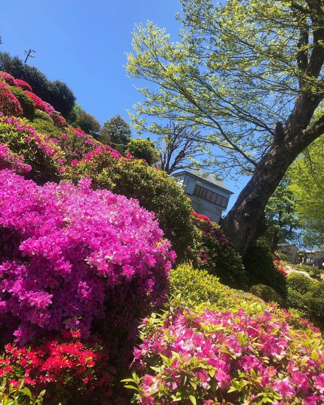 林家たま平さんのインスタグラム写真 - (林家たま平Instagram)「皆様の心優しいコメントいつも楽しく見させて頂いております。  少し散歩したら外は季節を感じさせる花が！  自然は変わらねぇなっ！ 頑張ろう！」4月19日 17時40分 - tamahei.hayashiya