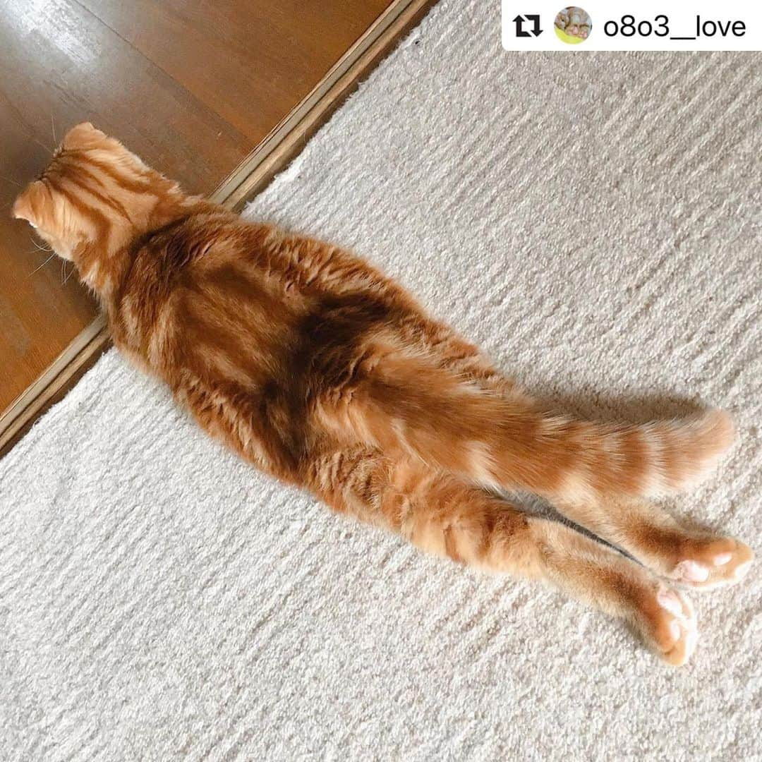 ねこさんのインスタグラム写真 - (ねこInstagram)「【#ねこは人を笑顔にする】❣️ おうちでごろりんちょ。足はちゃんと揃っている🤨✨🐾 @o8o3__love さん、ありがとう🏋🏻🍖✨ #Repost @o8o3__love with @make_repost ・・・ 後ろ姿もこんなに大きくなりました🌷  #おうち時間#コロナばっかりで気が滅入るから猫テロしようぜ#スコティッシュフォールド#scottishfold #スコ部#ラブお君#ハート猫#猫#ねこ#ねこ部#ねこ写真#ねこは人を笑顔にする#cat#catstagram_japan#にゃんだふるらいふ#猫すたぐらむ#ねこスタグラム#ねこらぶ#ねこかわいい#にゃんすたぐらむ#ねこと暮らす#ねこのいる暮らし#ねこのいる幸せ #ねこ好きな人と繋がりたい#猫好きさんと繋がりたい#ふわもこ部猫 #ペコねこ部#ねこのきもち#peppyフォト部」4月19日 12時43分 - neko_magazine