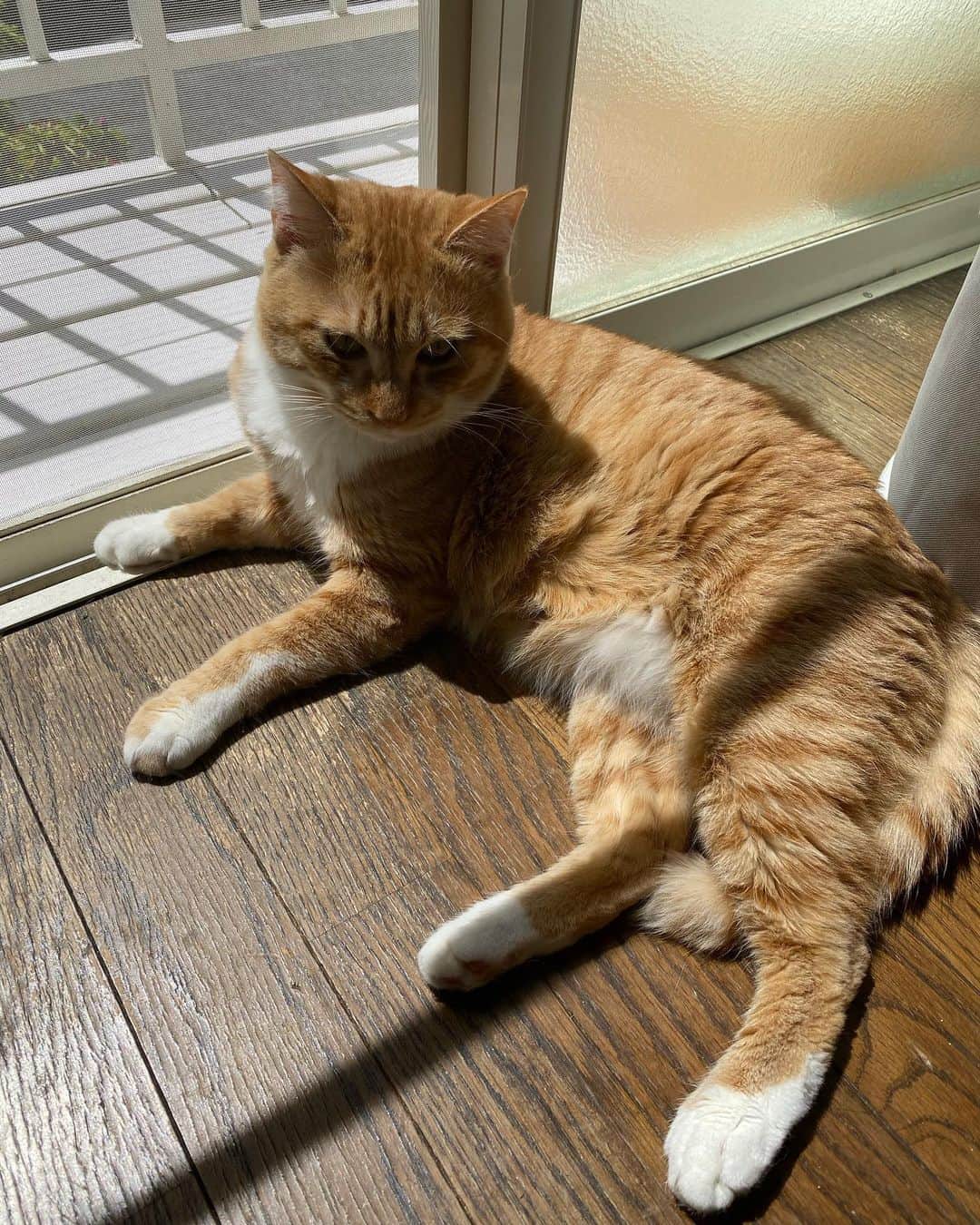 金巻ともこのインスタグラム