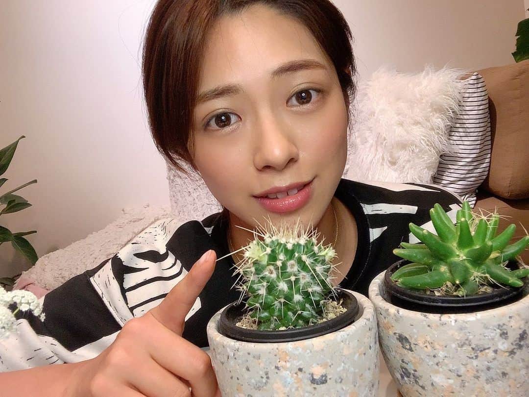 わちみなみのインスタグラム：「Twitterで﻿ さまぁずの三村さんから始まった﻿ おうちで小さな幸せしりとりに参加してみたよ🌵﻿ ﻿ わたしはこのサボテンたちなんだけど﻿ 触ってたらたまに刺さります🌵﻿ お花咲くよって言われたんだけど咲かない、、﻿ 生きてる？﻿ ﻿ #刺さったあとの顔　 #サボテン﻿ #家で花見」