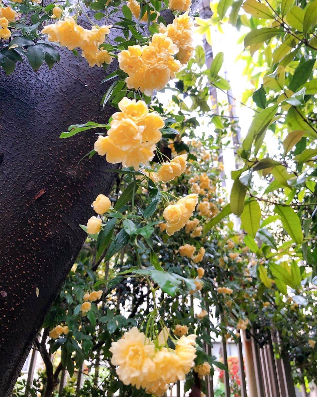 狩野舞子さんのインスタグラム写真 - (狩野舞子Instagram)「小さな幸せ🍀 ・ 「スクランブルエッグみたいな花が咲いてた🤤🥚🌼👀」 ・ #小さな幸せ見つけ隊🐾」4月19日 14時18分 - kanochan715