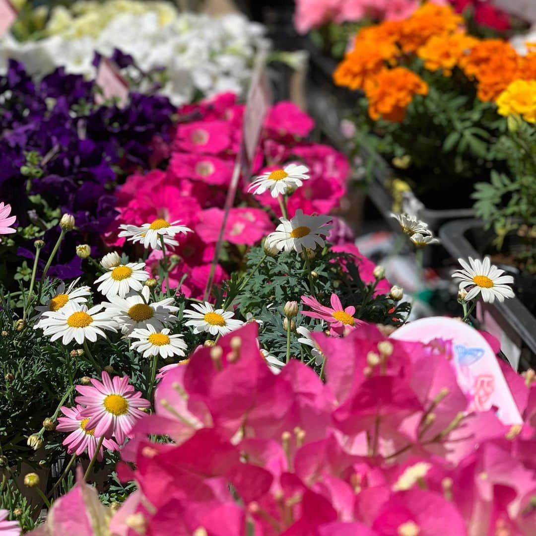 大月さゆのインスタグラム：「これは元気が出るっ🌷🌷🌷 #花のパワーを思い知った😆 #お花屋さんありがとう #沢山のお花を外に並べてくれてありがとう #開けている店も閉めている店もありがとう」