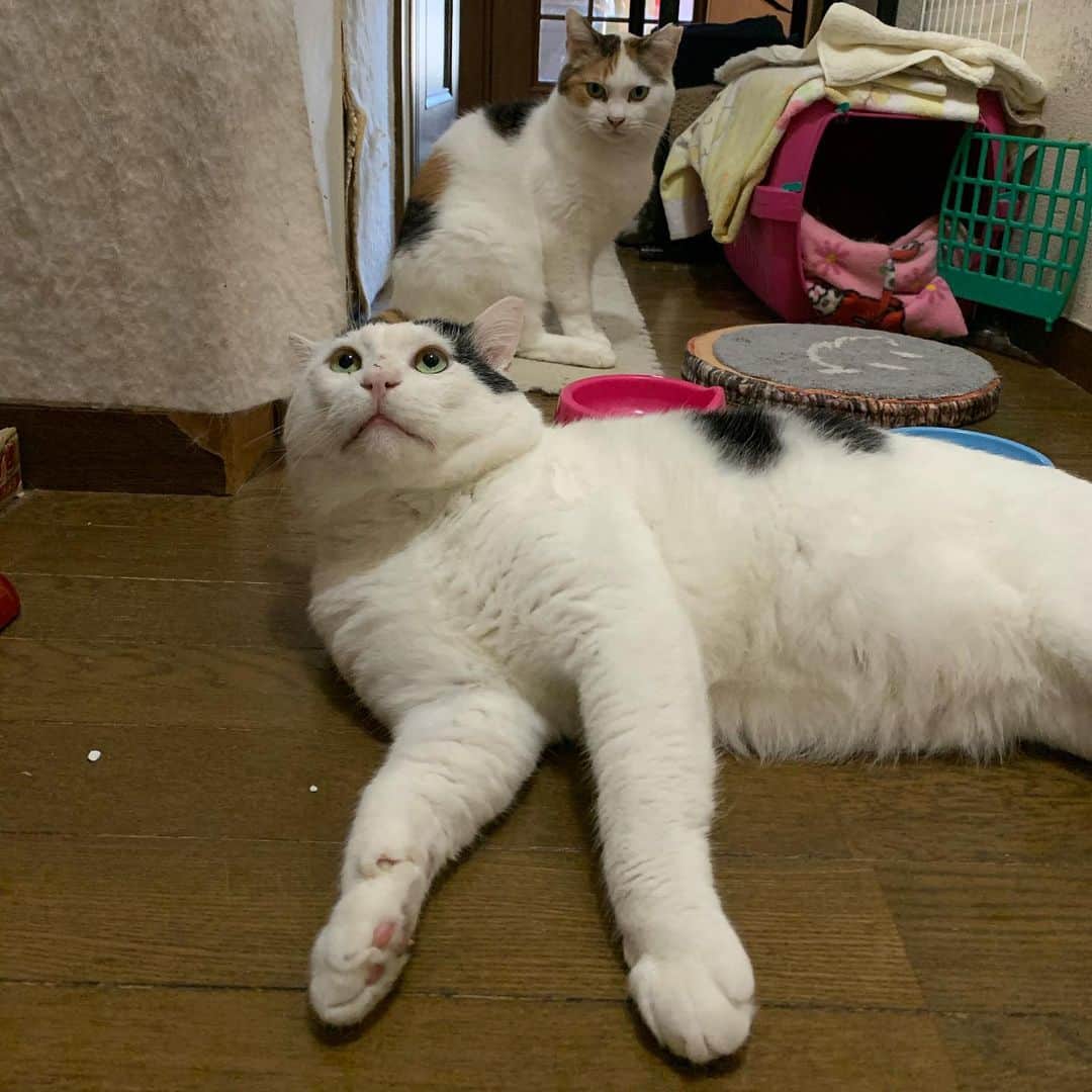 Kachimo Yoshimatsuのグルメインスタ