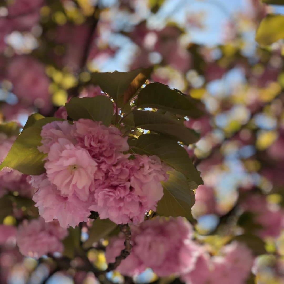 シモネのグルメインスタ