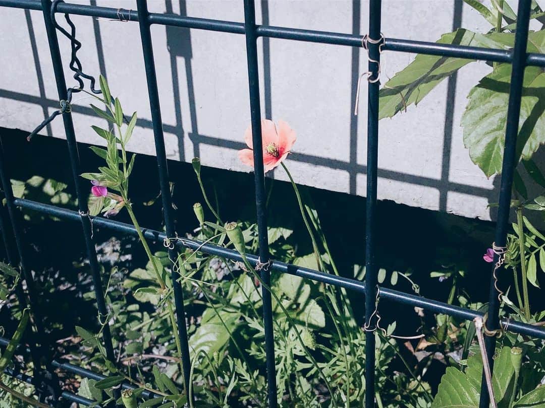 朝日奈丸佳さんのインスタグラム写真 - (朝日奈丸佳Instagram)「散歩という散歩をした。 ネモフィラが咲く場所を見つけた。 こんな色もあるのかと驚いた。  春。  花を撮ろうと思ってるわけでは無いのだけど、視線が花にばかり向くの。  #お散歩 #花 #写真」4月19日 15時20分 - madoka_maru_hina