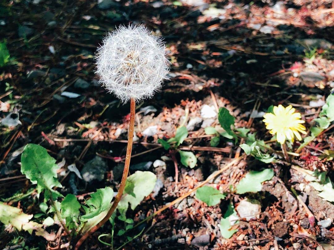 朝日奈丸佳さんのインスタグラム写真 - (朝日奈丸佳Instagram)「散歩という散歩をした。 ネモフィラが咲く場所を見つけた。 こんな色もあるのかと驚いた。  春。  花を撮ろうと思ってるわけでは無いのだけど、視線が花にばかり向くの。  #お散歩 #花 #写真」4月19日 15時20分 - madoka_maru_hina